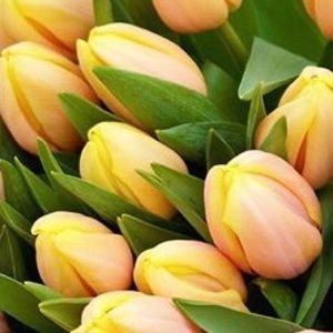 Meet your Posher, Ana